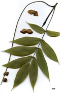 SpeciesSub: var. insignis